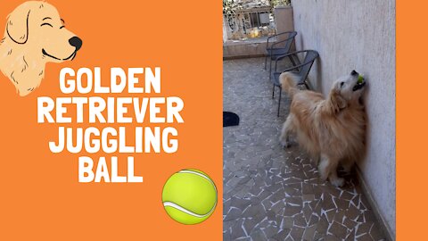 Golden Retriever Juggling Ball 🥎🐕