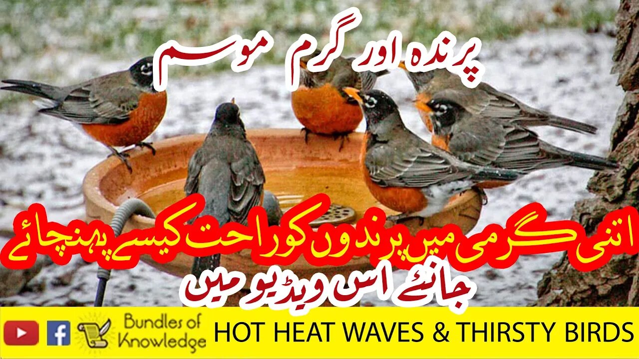 Thirsty Birds & Hot Weather (Special Msg for All) - Bundles Of Knowledge