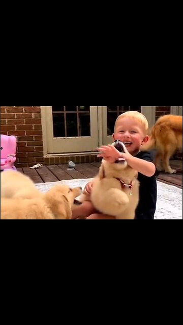 This Boy Really Loves His Puppies, And They Certainly Love Him - HaloRockNews