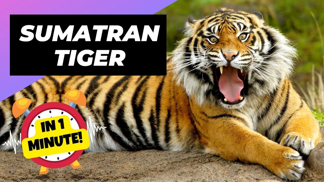 Sumatran Tiger - In 1 Minute! 🐯 One Of The Most Endangered Animals In The Wild | 1 Minute Animals