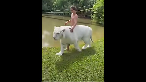 Best Funny Animal Videos