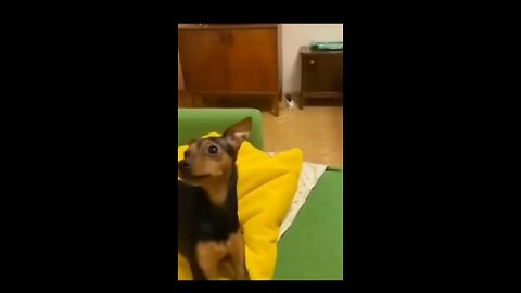 Funny Animal Video