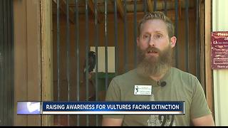 Birds of Prey teaches about declining vulture populations