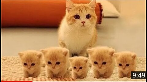 Baby cats, cute and funny cats video