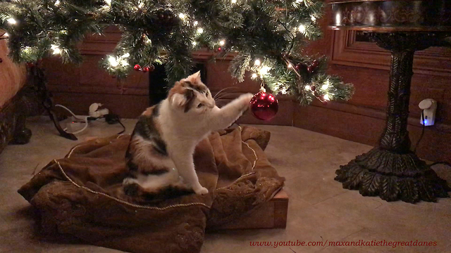 Funny Cat's First Experience With Christmas Tree Ornament