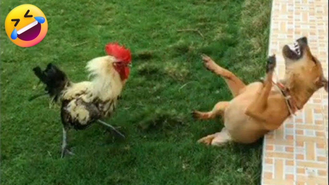 Funniest 🐶 Dogs and Rooster - Try Not To Laugh 🤣 - Funny Pet Animals' Life