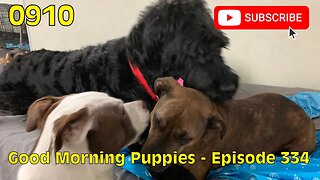 [0910] GOOD MORNING PUPPIES - EPISODE 334 [#dogs #doggos #doggos #puppies #dogdaycare]