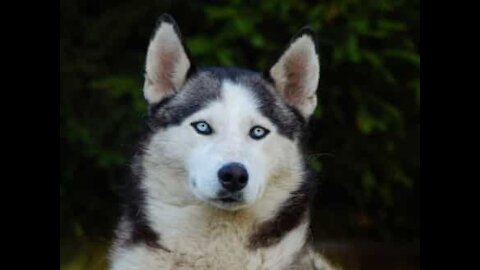 Cão fica intrigado com a lareira da casa