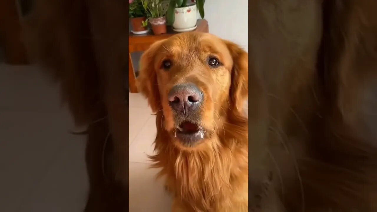 Don't cry when you see this .....#short