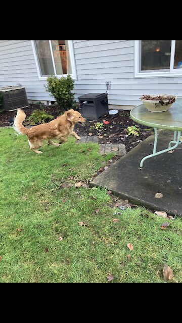 Happy Golden Does Zoomies