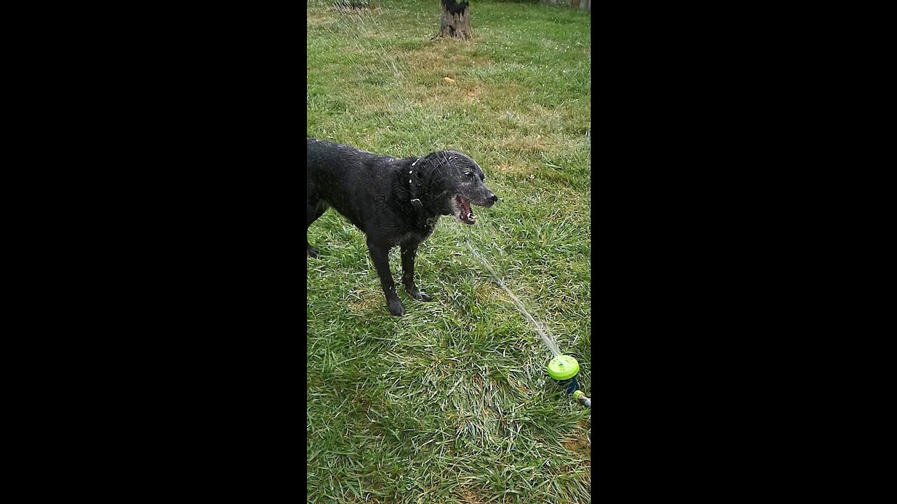 A dog and her sprinkler!