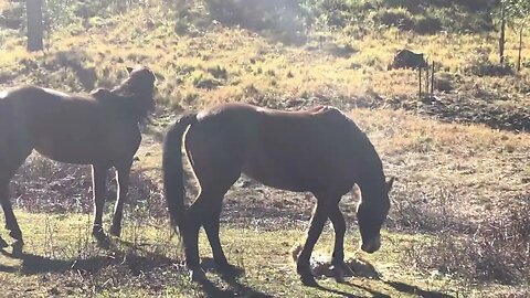 Feeding horses hay in winter to keep weight on. These horses are god doers and still young