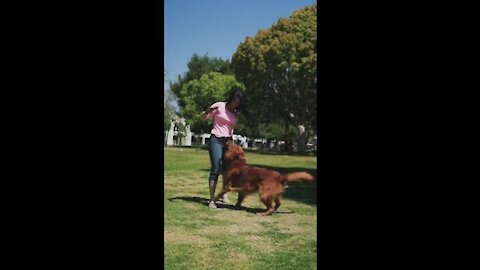 Dogs Training funny nd Cutest New #shorts,