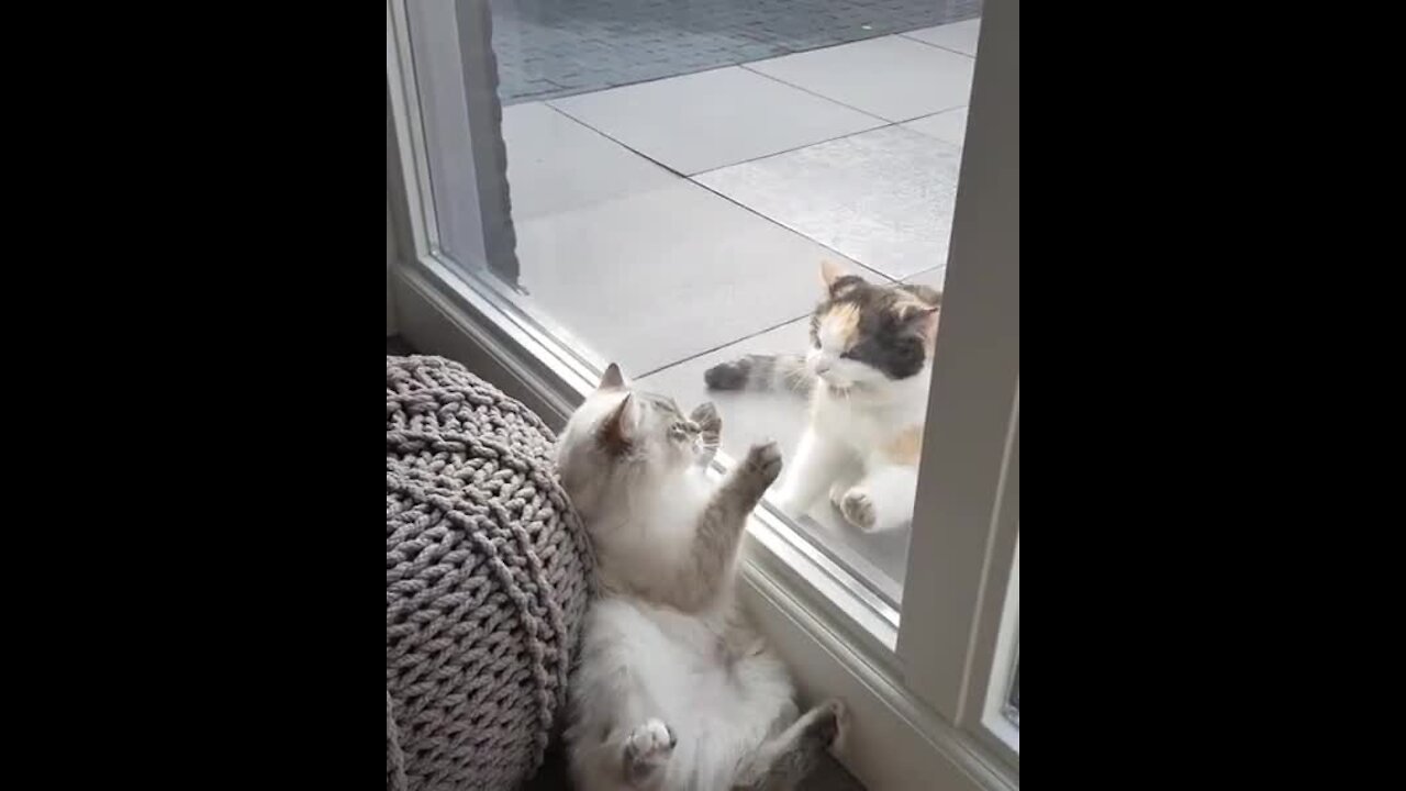 Cats Have Adorable Squabble Through Glass Door