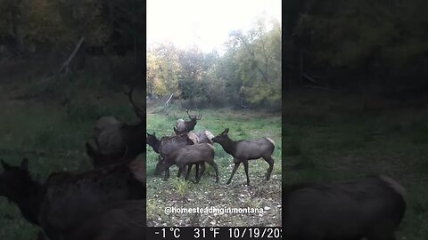 ELK RUT 2021 on the Homestead