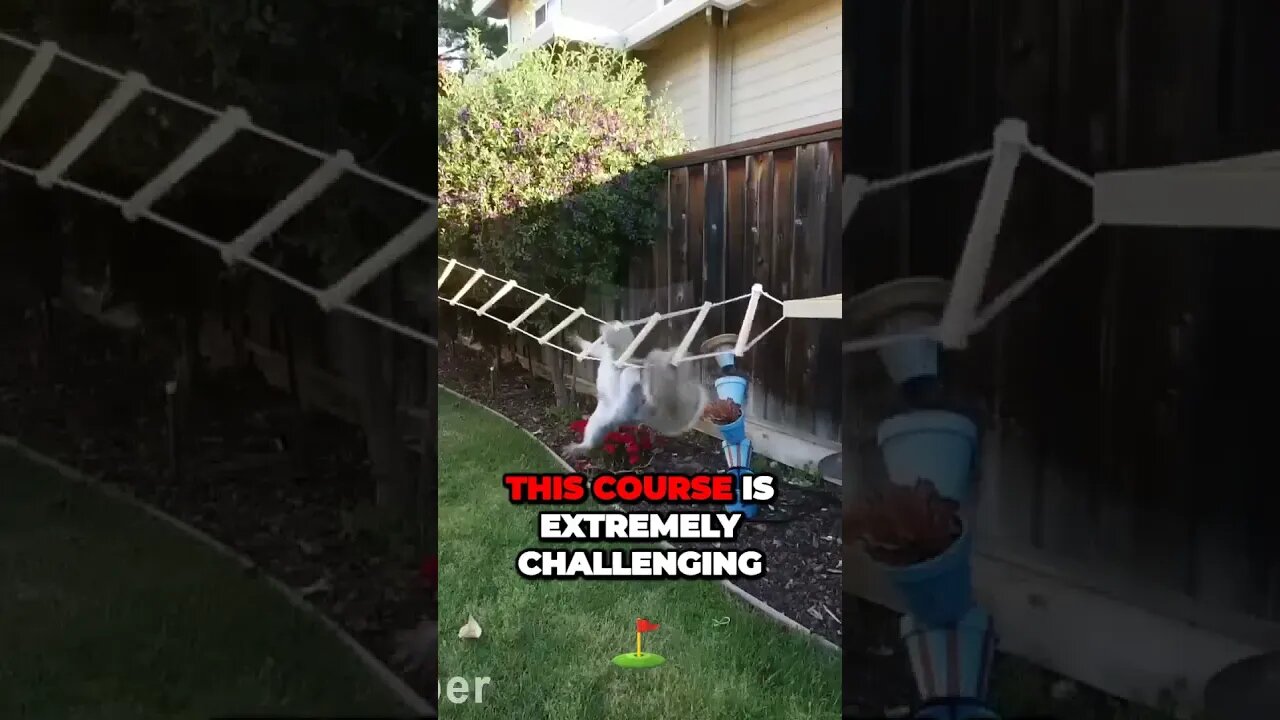 Unveiling the MindBlowing Squirrel Challenge Discover What You Didnt Know
