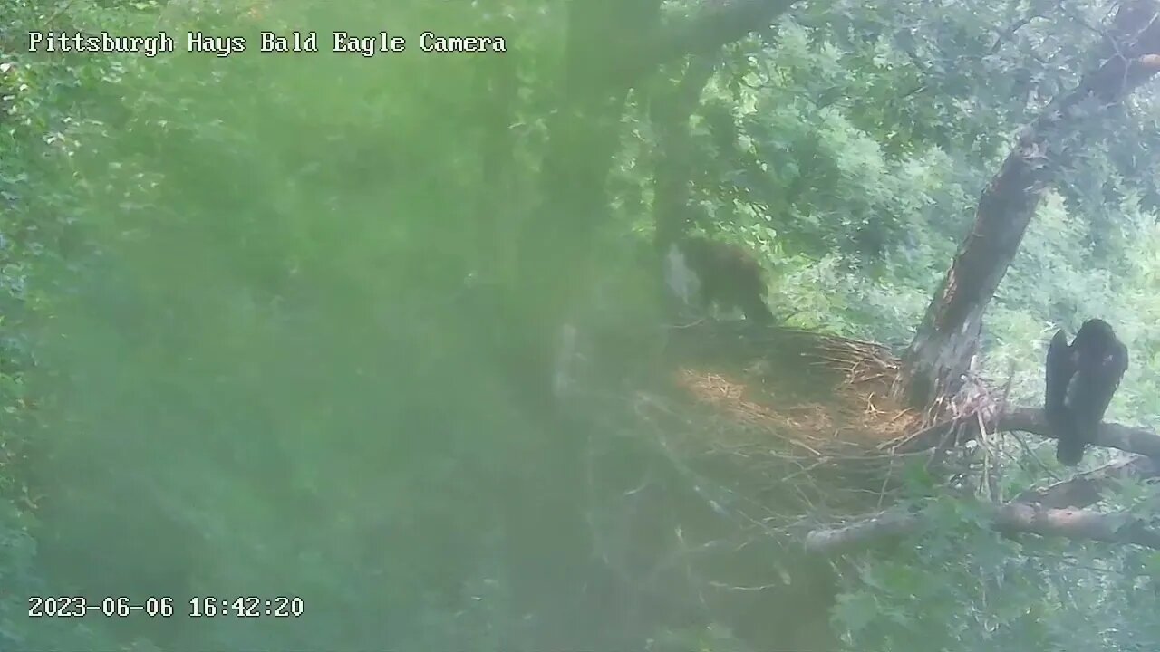 Hays Eagles H20 jumps up the Slingshot Branch after Blue Jay 6623 16:42