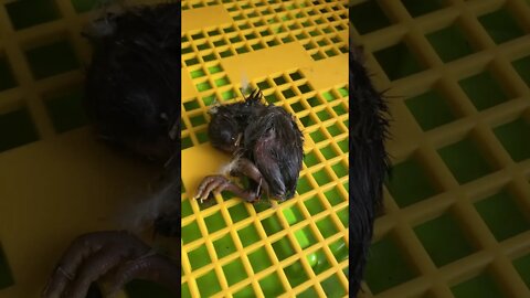 Ducky didn’t care for her hatched chick 💔