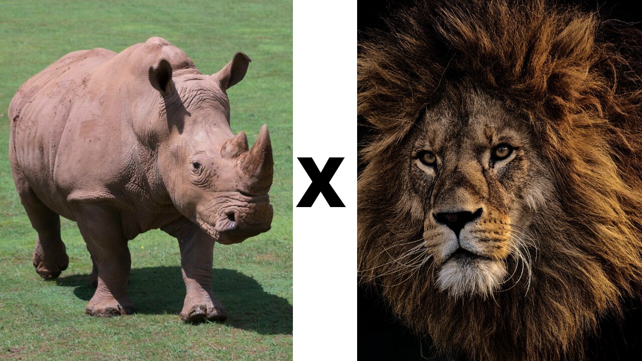 CONFRONT BETWEEN LIONS X RHINOCEROS