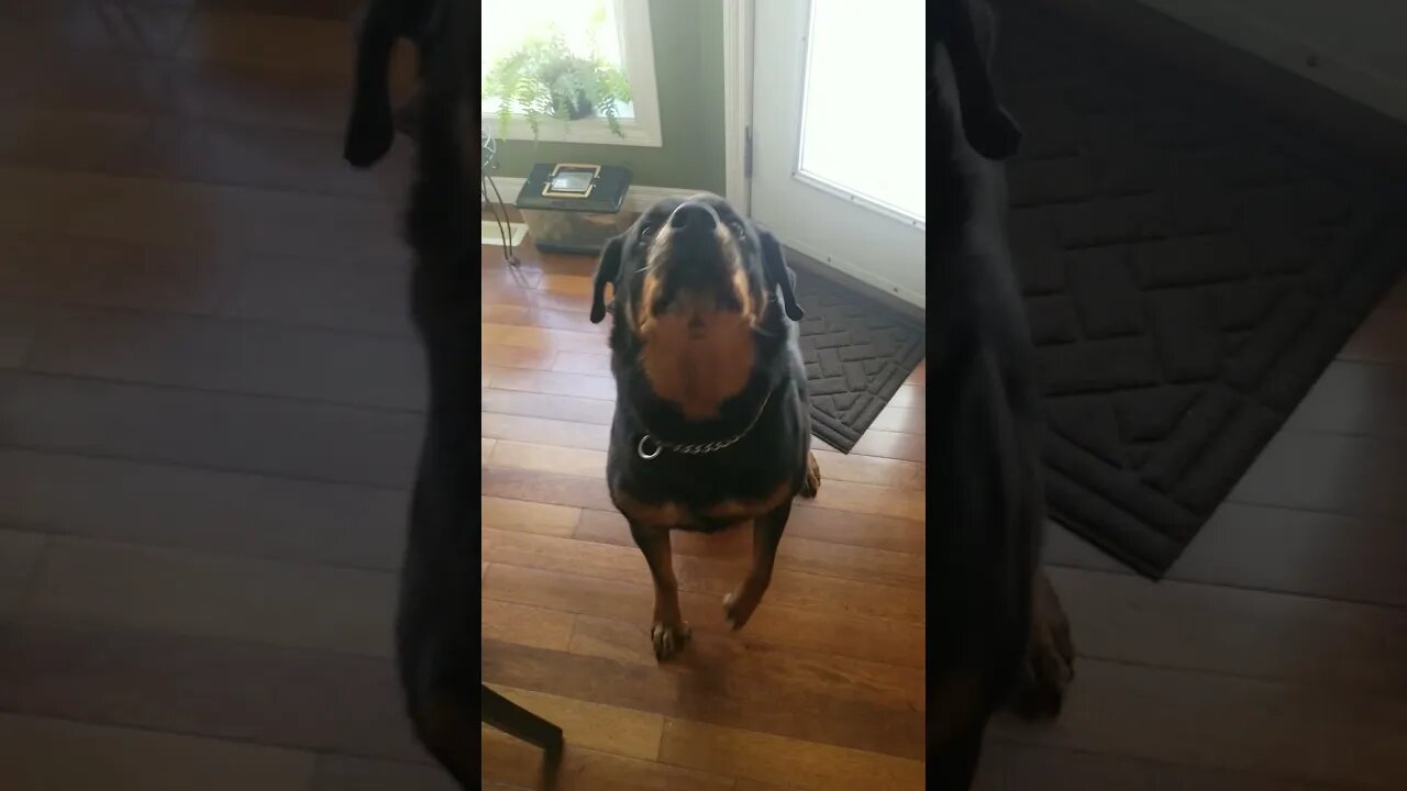 How My Rottweiler Acts At Walk Time 😂🤣 #rottweiler #shorts