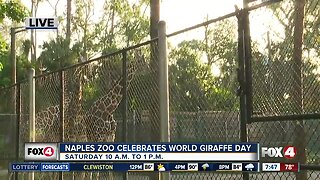 Naples Zoo celebrates World Giraffe Day on Saturday