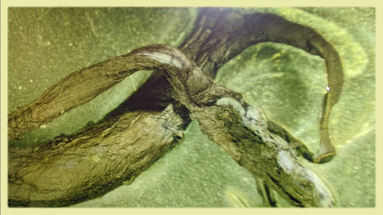 Greg Reese: The Trump Vaccine - 8/27/22