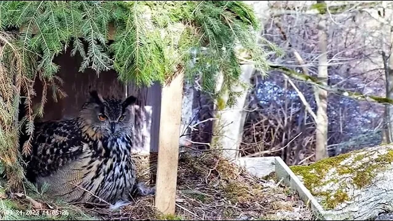 Pulling Brood Feathers 🥚 03/24/23 14:03