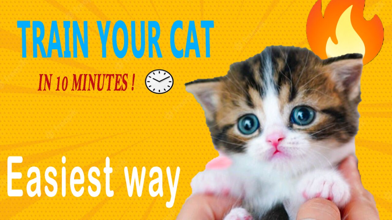 How to train your cat
