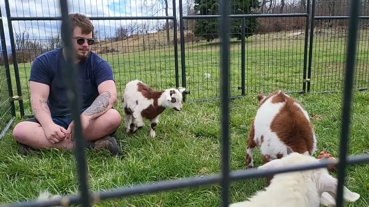 Ancient Guardians Pyrenean Mastiffs and baby goats