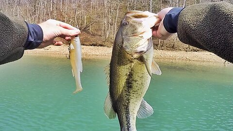 Swimbait Box Tour - The Baits That Catch Fish!