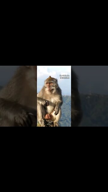 Monkey Knows How to Eat Oreo Feat. Joe Rogan