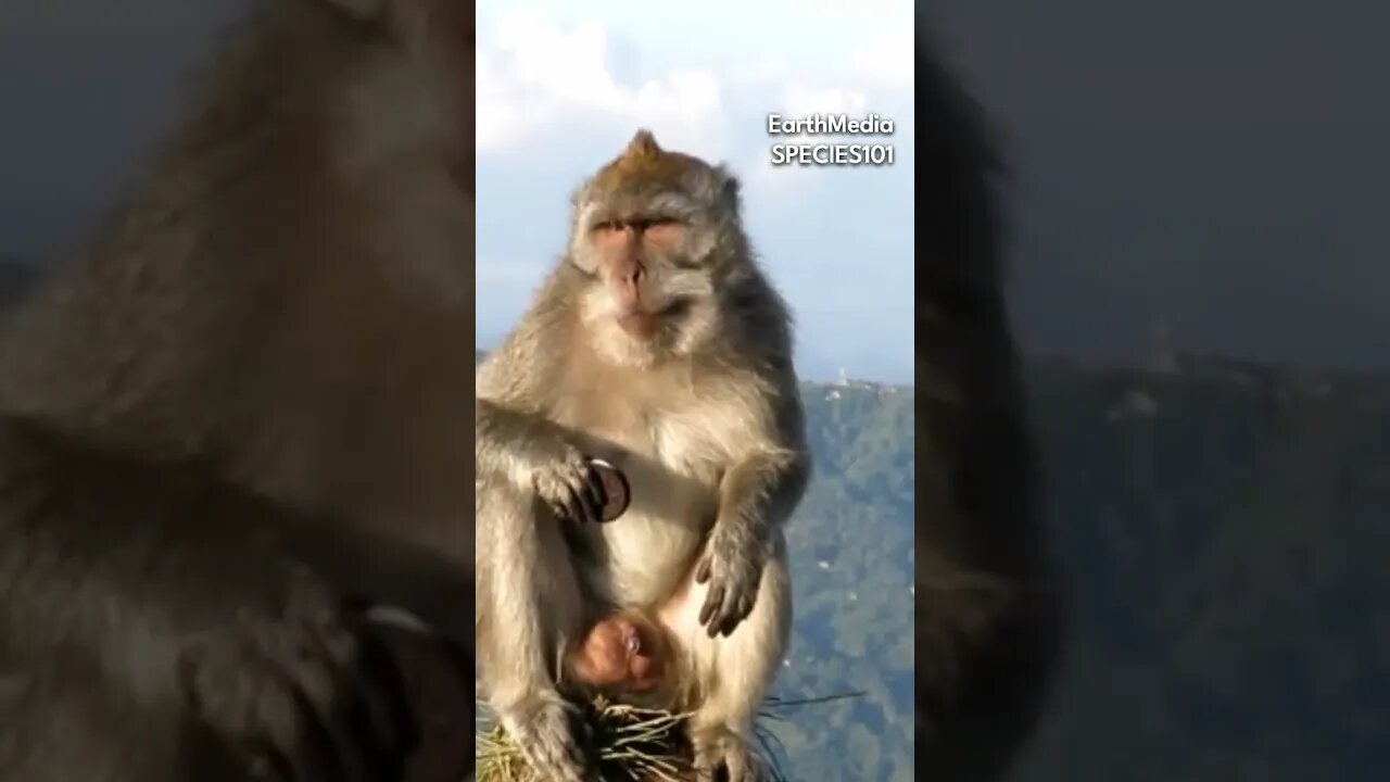 Monkey Knows How to Eat Oreo Feat. Joe Rogan