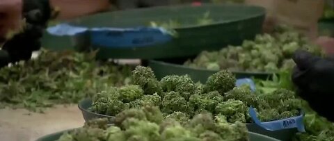 Lawsuit alleges bias in marijuana licensing in NV