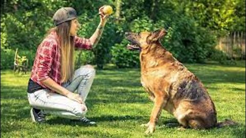 🐕 Basic Dog Training – TOP 10 Essential Commands Every Dog Should Know!