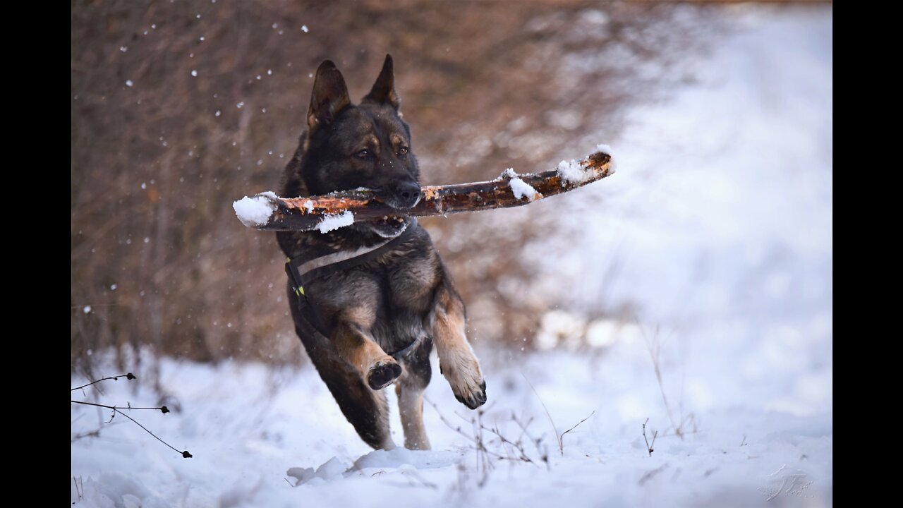 Playtime with Dog - German Shepherd - Dog Dance - Dog Race