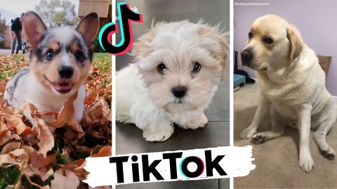 Funny Dogs of TikTok Part #7 🐶