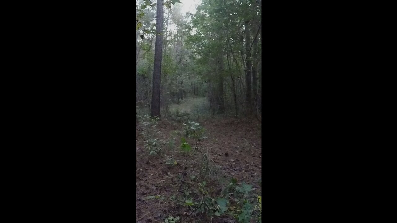 NC Deer Season 2021- Doe ducks arrow at 40 yds