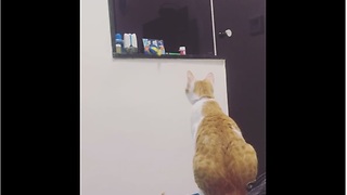 Kitten Adorably Asks His Sister For Help Getting His Toy