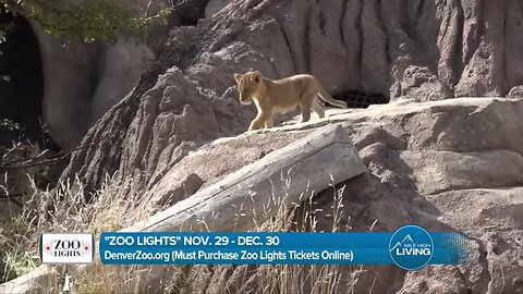 Denver Zoo - Zoo Lights