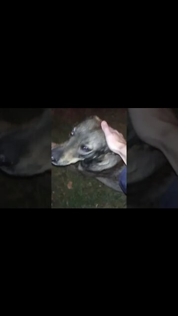 Ууу какая, решила сделать КУСЬ КУСЬ 🐕🦷 #shorts