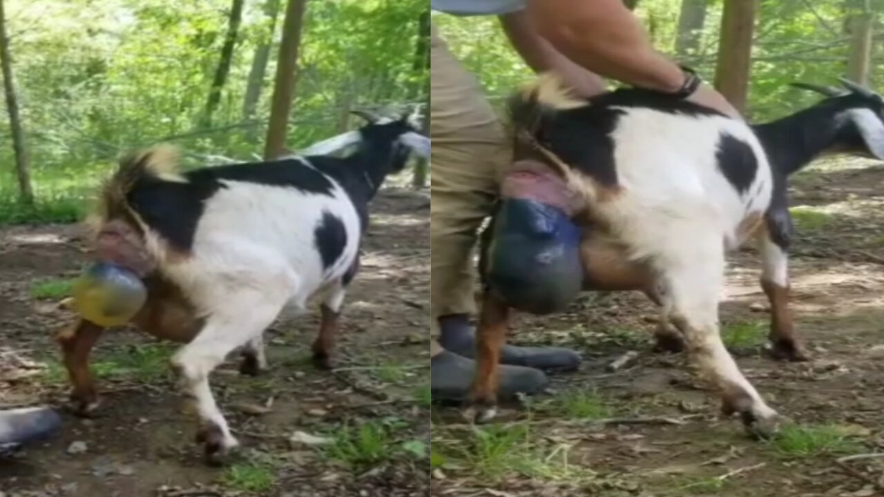 Goat gives birth to one babies