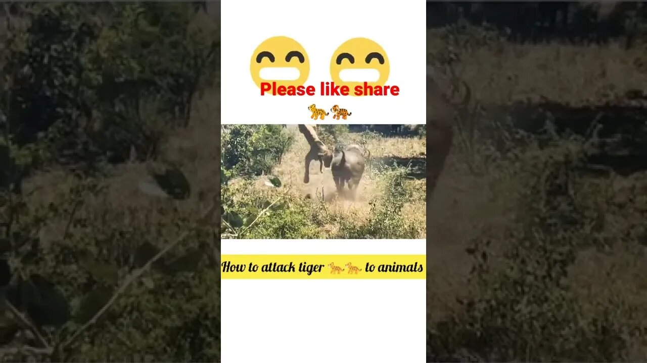 Tiger 🐆🐆 attached to wild animals| #shorts #youtubeshorts