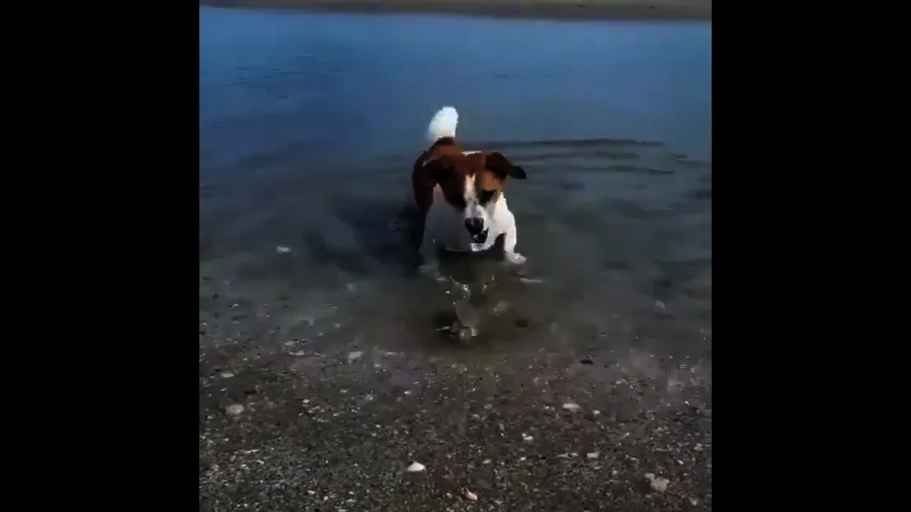 Dog playing with Crab 🦀 | #Shorts #animal #Crab