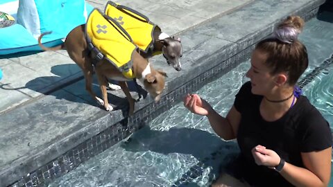 Teaching My Dogs 🐕🐕 How To Swim 🏊🏊