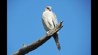 Shikra bird video