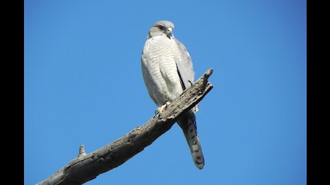 Shikra bird video