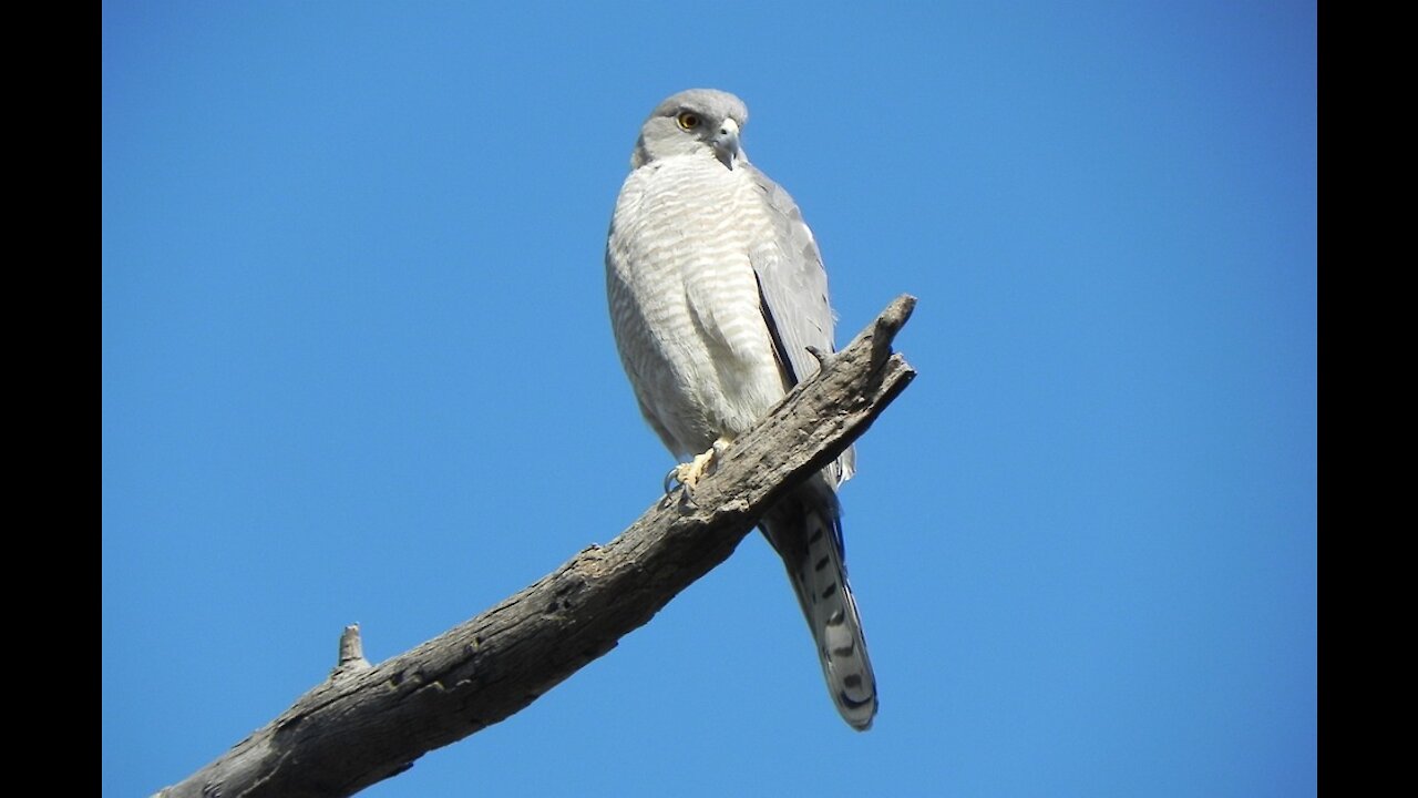 Shikra bird video