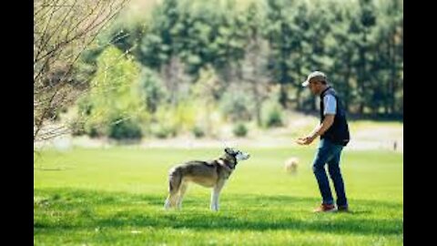 DingDon! REACTIVE GERMAN SHEPHERD THROWN INTO A PACK OF DOGS! (CRAZY TURNOUT!)