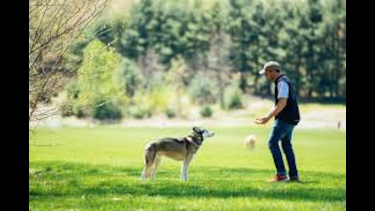 DingDon! REACTIVE GERMAN SHEPHERD THROWN INTO A PACK OF DOGS! (CRAZY TURNOUT!)