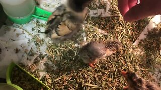 Reviewing guinea fowl hatchlings